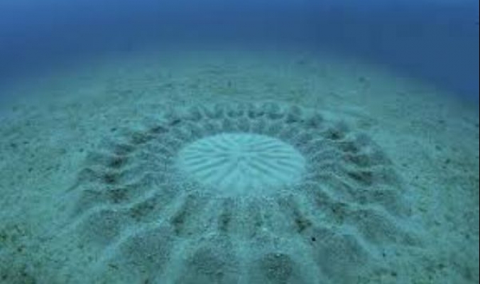 بالصور والفيديو: «الدائرة الغامضة».. اكتشاف القرن في أعماق البحر.. من هو المسؤول عنها وما هي قصتها؟؟