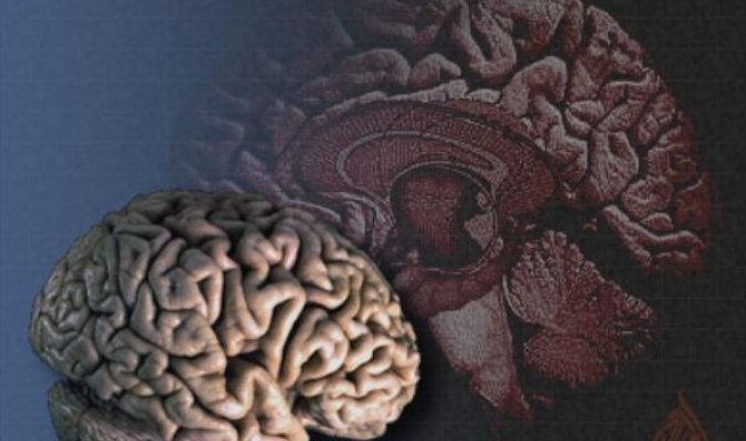 معلومات غريبة ستصدمك.... متى يتوقف دماغ الانسان عن النمو؟؟؟