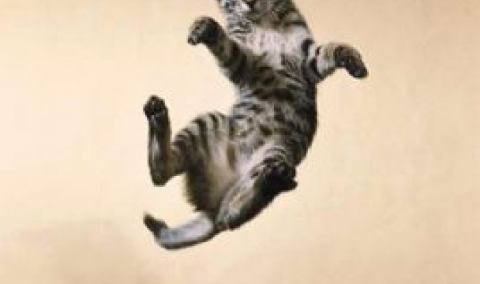 قطط بتسعة أرواح: كيف تستطيع القطة أن تقفز من أماكن مرتفعة وتهبط بأمان؟!.. بالصور والفيديو