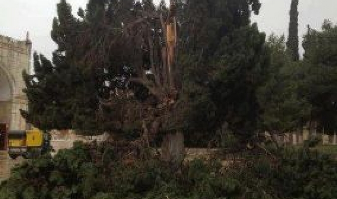 بالصور: عاصفة إندور الهائجة تقتلع الأشجار الضخمة في الحرم القدسي الشريف