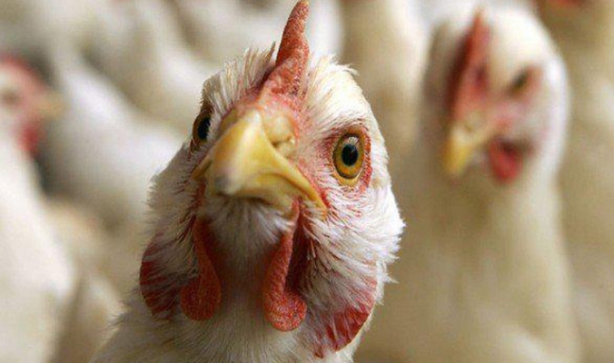 السلطات الأمريكية تحذر من انتشار وباء إنفلونزا الطيور