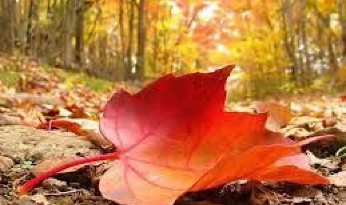 فصل الخريف يبدأ الجمعة ويستمر 89 يوم و22 ساعة و26 دقيقة