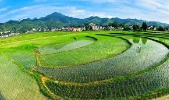 الصين تطور أرزًا يمكن أن ينمو في المياه المالحة