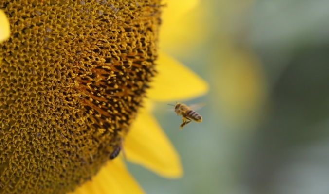 إذا انقرض النحل هلك البشر.. وهذه هي الأسباب