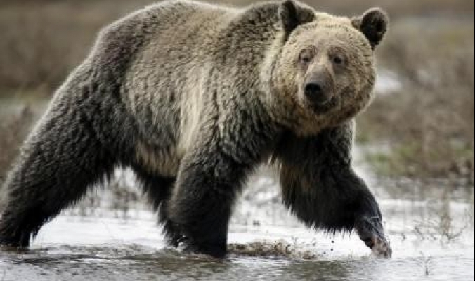 الدب الأشهب يخرج من بياته الشتوي مبكرا في أمريكا