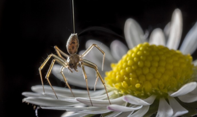 العناكب قادرة على الطيران لمئات الأميال باستخدام الكهرباء