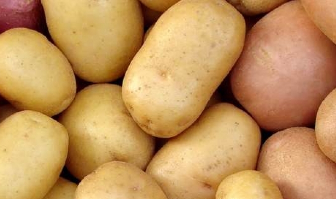 علماء: يمكن زراعة البطاطا على سطح المريخ