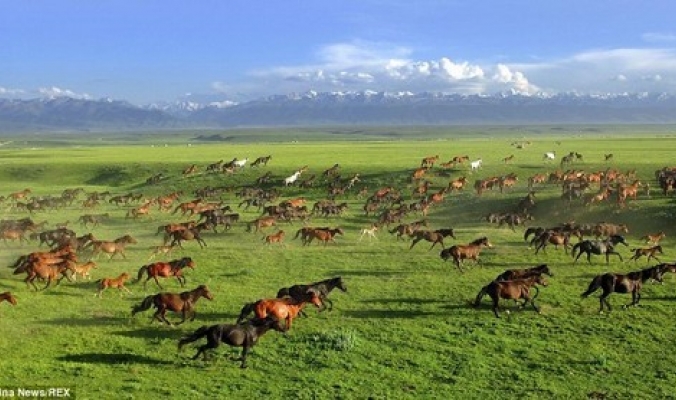 بالصور .. قطعان ضخمة من أروع الخيول البرية في الصين
