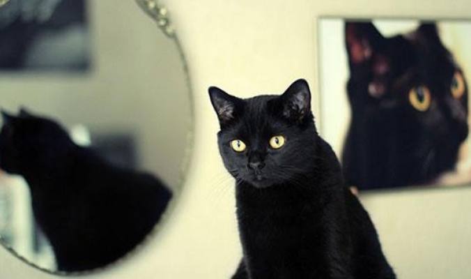 لمصورة بولندية تلهمها القطط بالصور: القطط في المرآة.. وخاصة السوداء