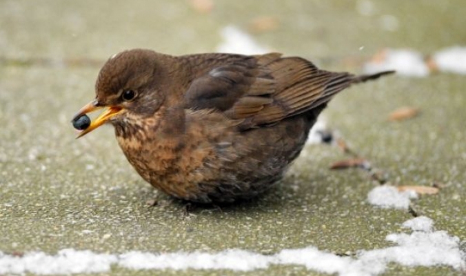 الطيور أيضاً ضمن قائمة المتضررين من موجة البرد الشديد في أوروبا
