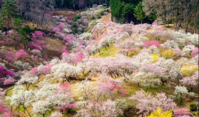 عجائب فصل الربيع: صور خلابة لزهور الكرز في اليابان