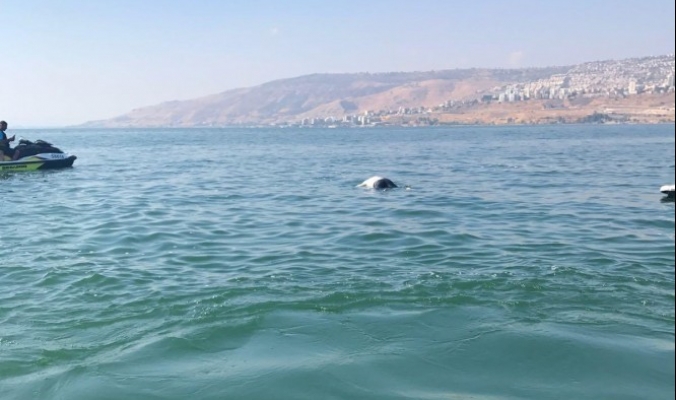 انتشال جثة غريق بعد يومين من اختفائه في بحيرة طبريا