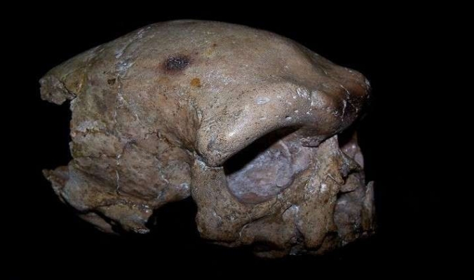 علماء يحددون عمر أقدم جمجمة بشرية مكتشفة على الأرض