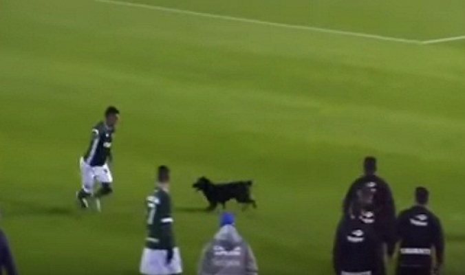 بالفيديو... كلب يطارد لاعباً أثناء مباراة كرة القدم