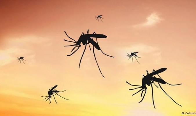 علماء بريطانيون يرصدون تريليونات الحشرات تهاجر سنوياً