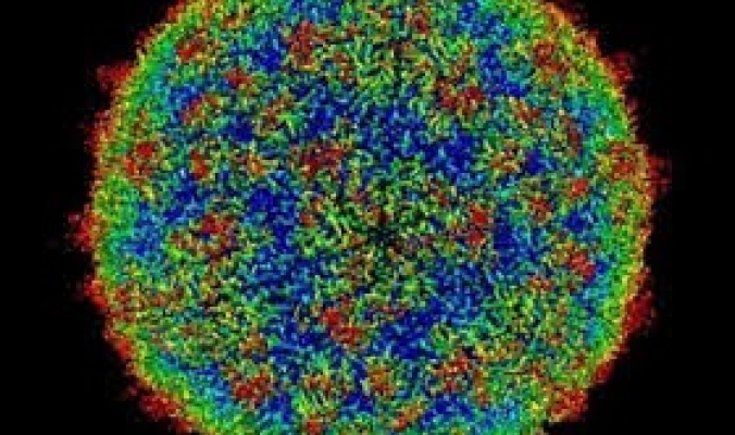العلماء يبتكرون شِفرة اصطناعية تتحكم في الفيروسات