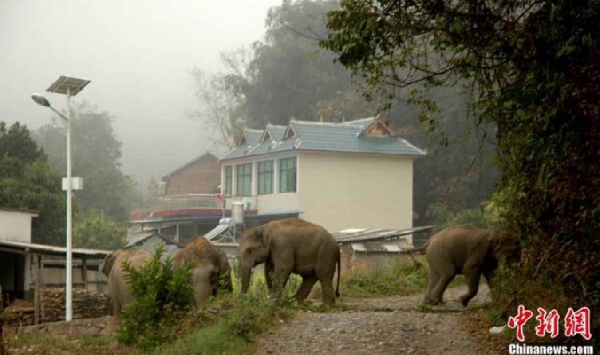 بالصور... الأفيال البرية تهاجم قرية صينية