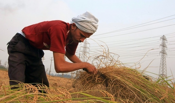 كيف يفاقم السد الإثيوبي أزمة زراعة الأرز في مصر؟