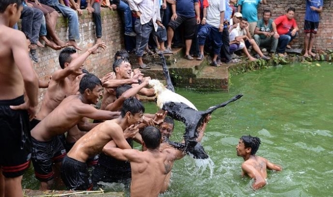 صور مؤلمة: تمزيق الماعز &quot;بالأيدي&quot; حتى الموت في أكثر المهرجانات وحشية بالعالم!