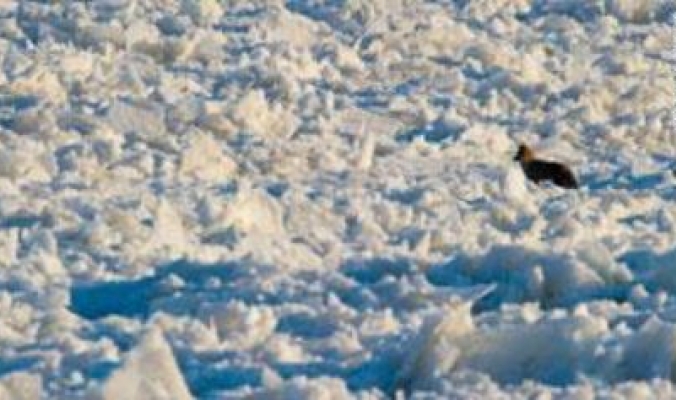 تقرير مفاجئ: العالم يتجه إلى عصر جليدي جديد بسبب نشاط الرياح القطبية