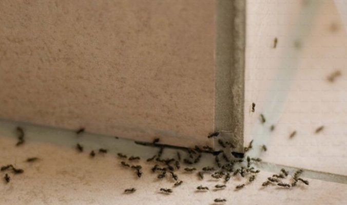 خلطات طبيعية تخلصك من النمل والحشرات نهائياً في المنزل!