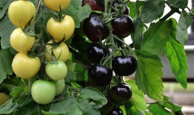 الـ3 حبات بـ4 يورو .... صورة: أول شجرة تنتج طماطم سوداء وبيضاء