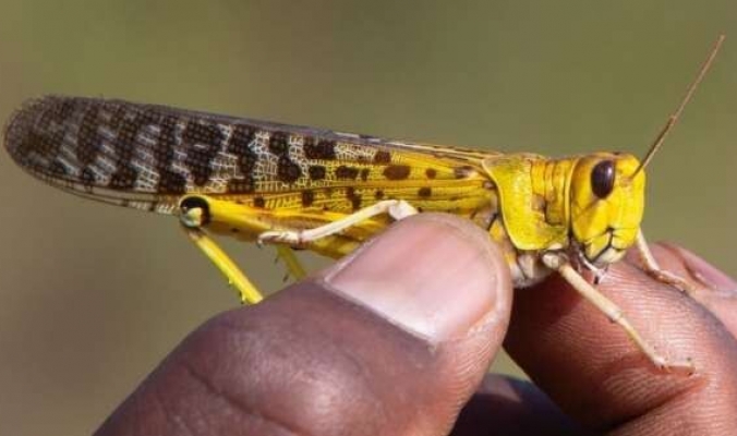 الجراد: لماذا تنذر هذه الحشرات بكارثة في بعض مناطق أفريقيا في 2020؟