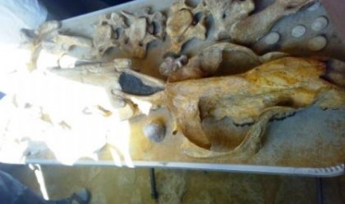 يعود الى أكثر من 40 مليون عام...قارة جهنم في مصر أكبر متحف طبيعي في العالم
