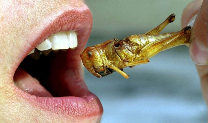 هل يمكن للحشرات أن تصبح جزءًا من غذائنا اليومي؟!