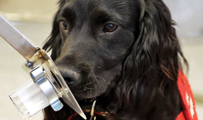 هل يمكن تطوير أجهزة مشابهة لأنوف الكلاب لـ &quot;اشتمام&quot; السرطان؟
