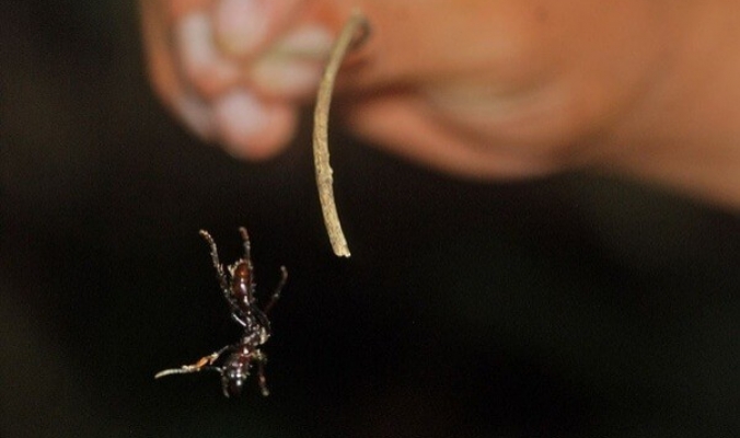 هل تموت نملة سقطت من أعلى ناطحة سحاب؟