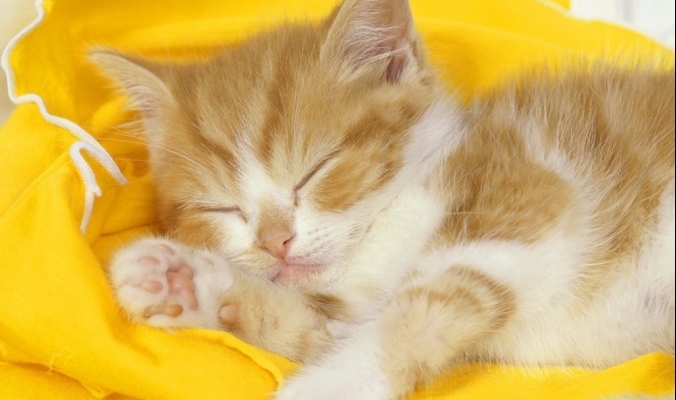 لماذا القطط تنام ضعف ما ينام الإنسان؟