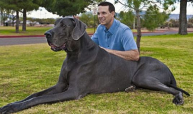 بالصور.. أكبر كلب فى العالم يزن 110 كيلوغرام يدخل موسوعة جينيس