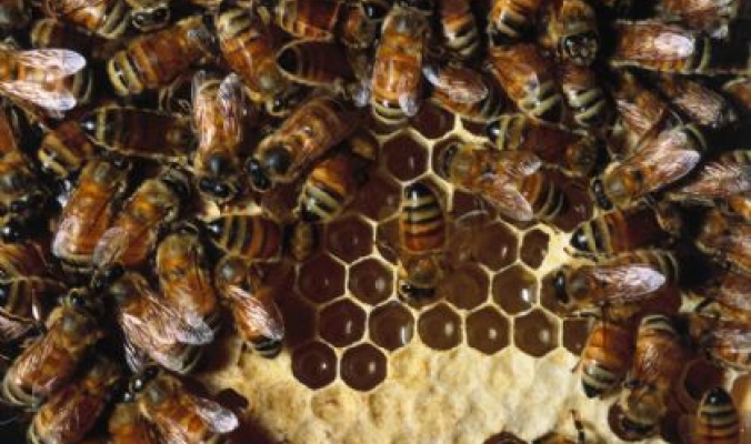 يعيش على سطح الارض منذ 65 مليون سنة...النحل أمة راقية وقدوة للبشر في العمل