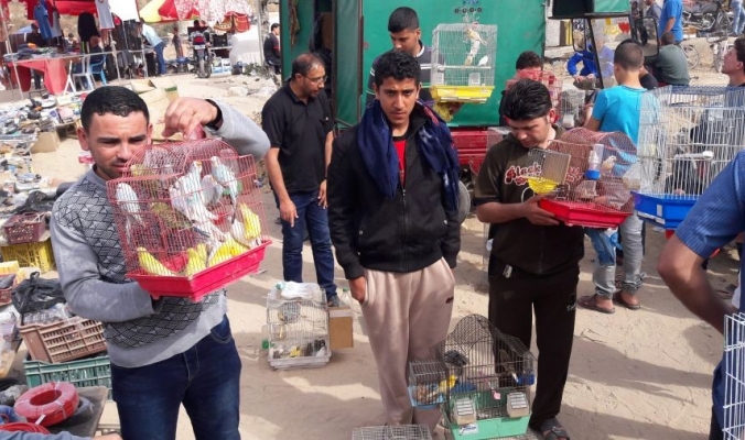 في غزة.. شباب يخرجون من قفص البطالة على أجنحة الطيور