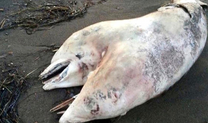 العلماء يعكفون على دراسة دلفين برأسين ظهر على الشواطئ التركية
