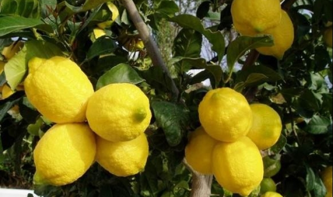قلقيلية تباشر بتصدير محصول الليمون ِإلى الخارج من مجمل انتاج سنوي 7500 طن