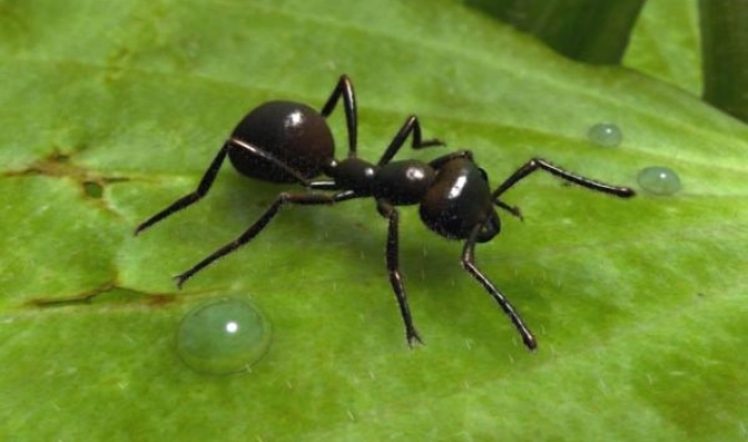 لماذا يجب علينا أن نشكر النمل عندما يقرصنا لا أن نقتله؟؟؟