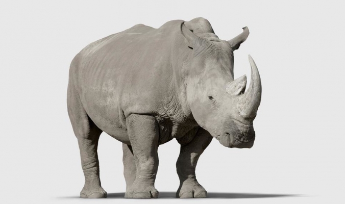 وفاة وحيد القرن الأسود الأطول عمرا في العالم