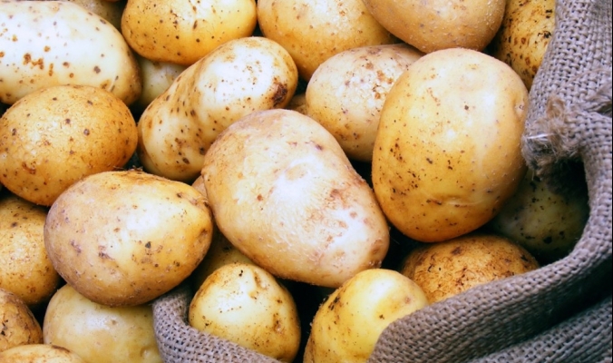 استيراد البطاطا في فلسطين محظور حتى إشعار آخر !