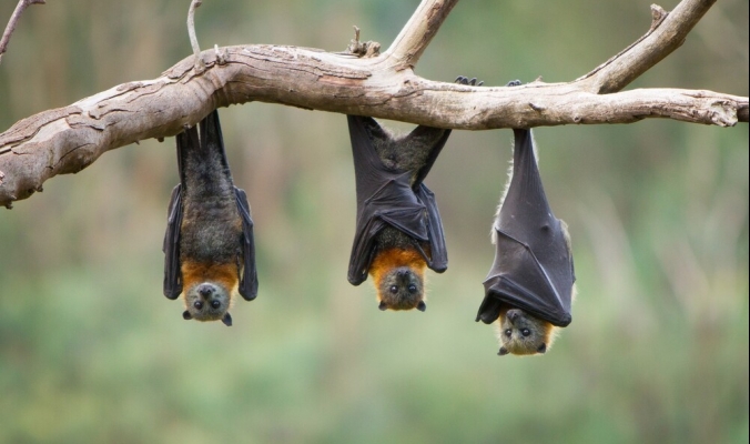 كشف لغز قدرة الخفافيش على الحياة رغم تناولها الدماء فقط! السر في الجينات المفقودة بطعامها