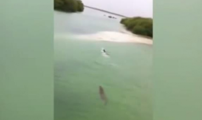 بالفيديو.. تمساح يطارد طفلا في الماء ويحاول التهامه