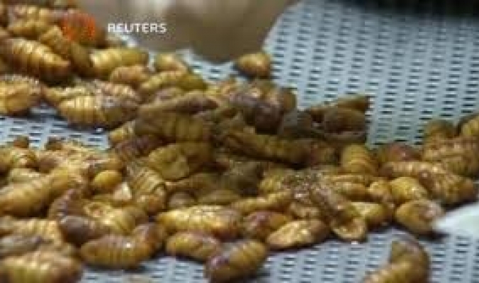 وجبات مغلفة من الحشرات تباع في تايلاند (فيديو)
