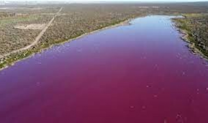 بحيرة في الأرجنتين تتحول إلى اللون الوردي بسبب غير طبيعي