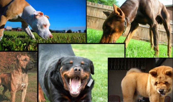 شاهد الصور... أشرس 10 سلالات كلاب في العالم