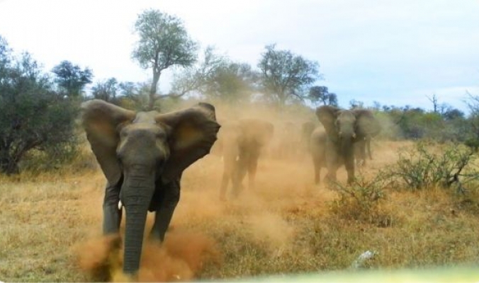 بالفيديو.. &quot;فيل&quot; غاضب يهجم على مركبة سياح في إفريقيا