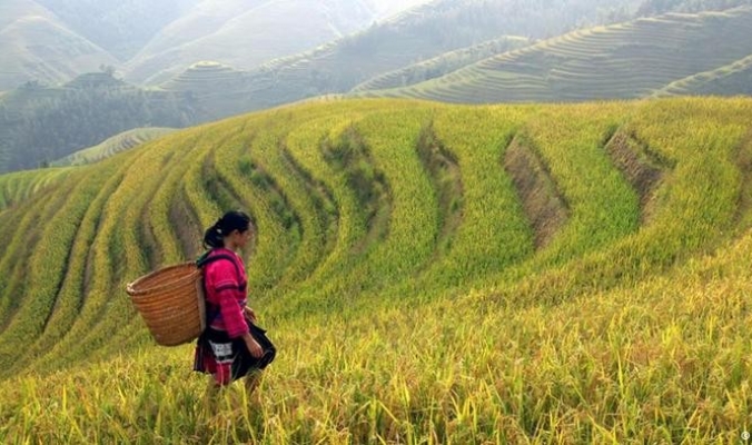 الصين زرعت الأرز قبل عشرة آلاف عام