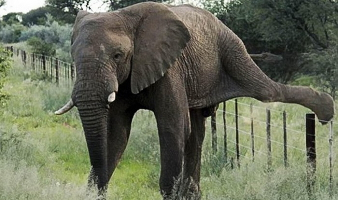 شاهد... كيف يتجنب الفيل الذكي السياج الكهربائي