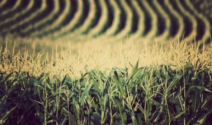 الرياضيات تساعد المحاصيل في مقاومة تغيرات المناخ وراثيا