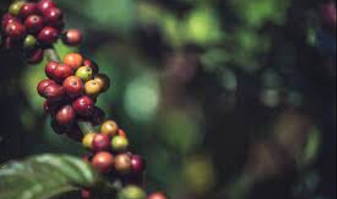 ماعز إثيوبية أم راهب يمني؟ عن تاريخ اكتشاف القهوة وانتشارها من شبه الجزيرة العربية إلى العالم